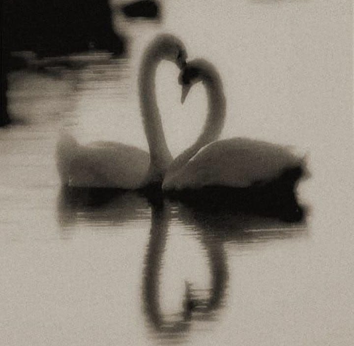 Vintage photograph of two swans